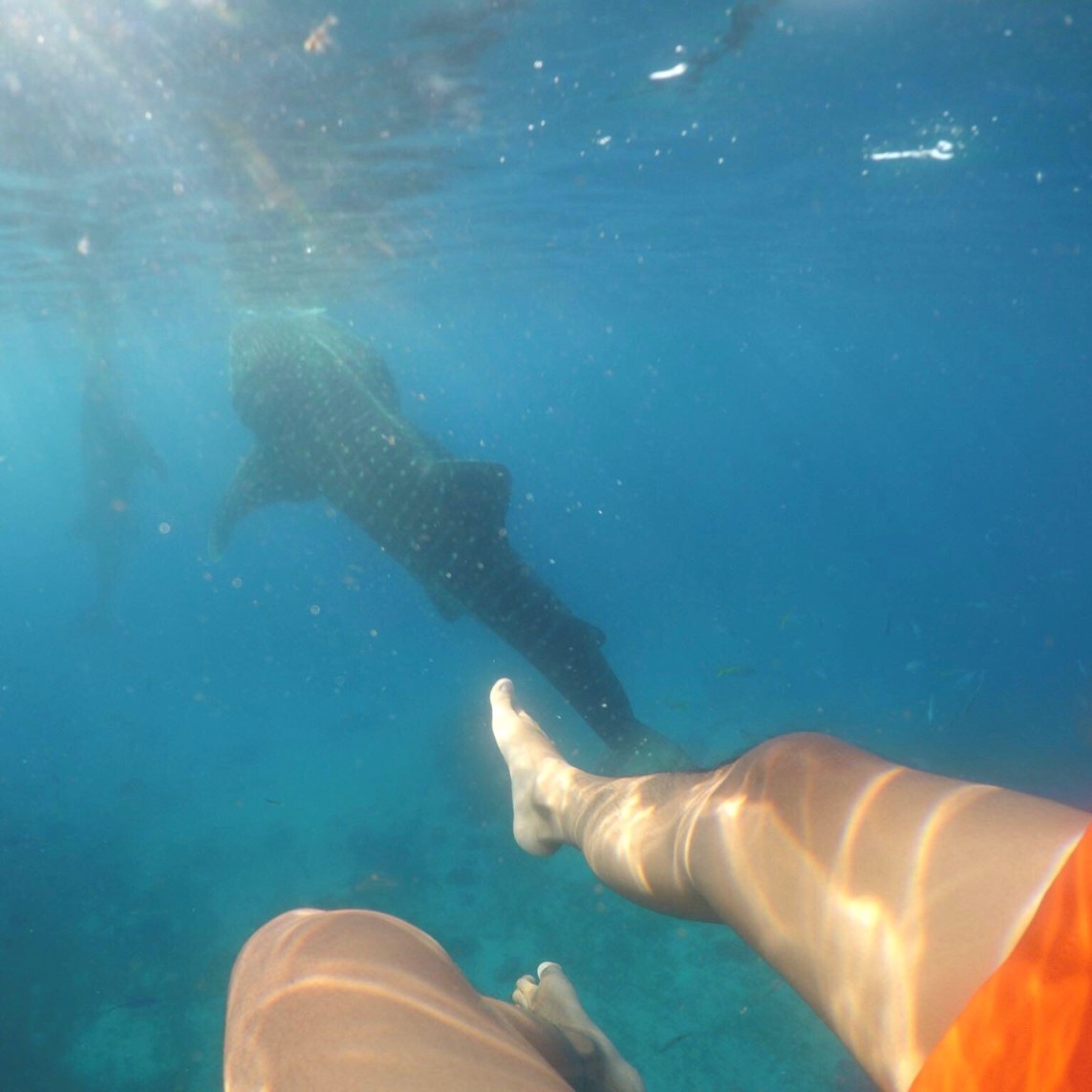 Oslob, Cebu | Swimming with the Gentle Giants